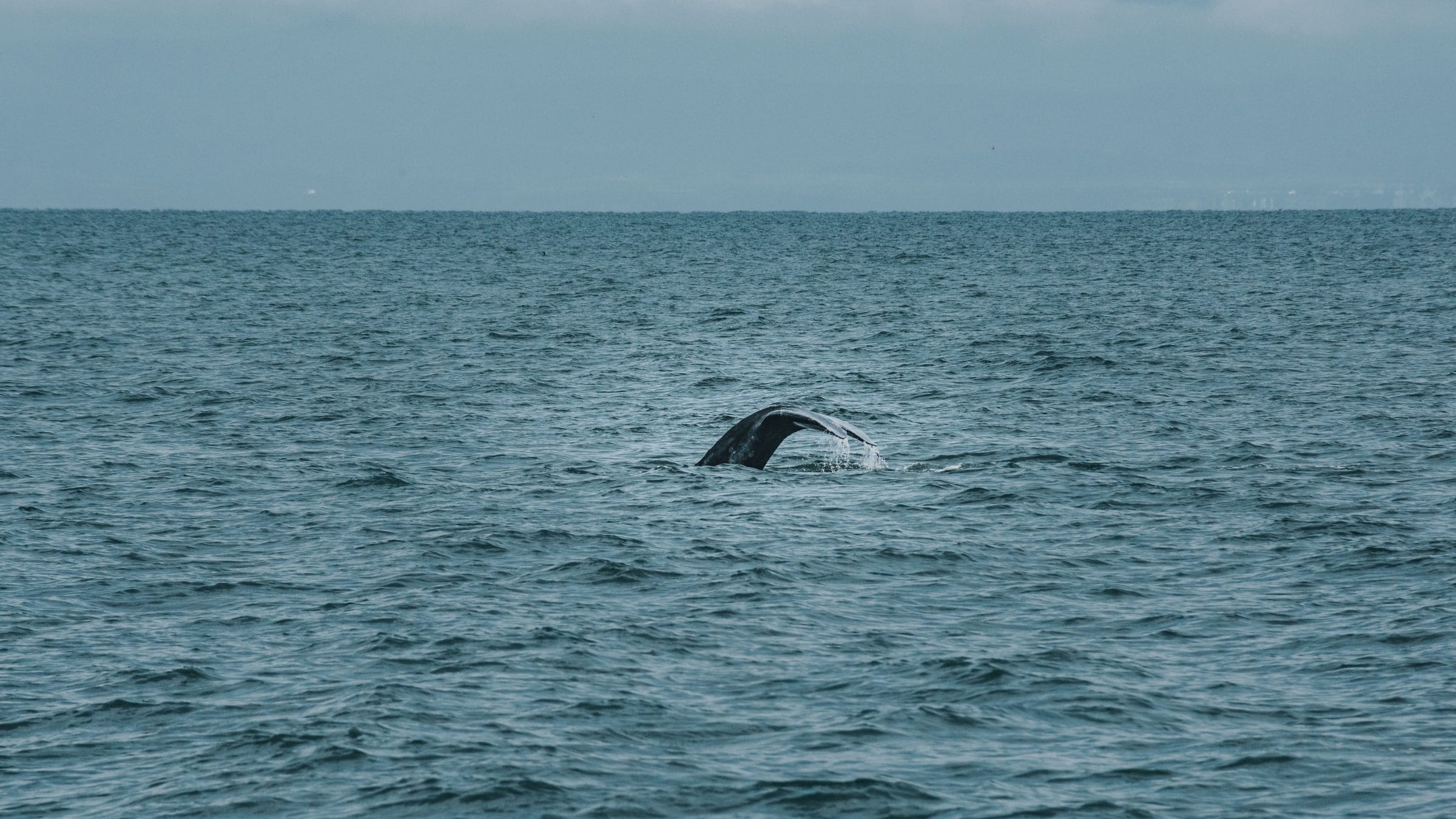 A southern right whale surfacing close inshore below the Hermanus cliff path