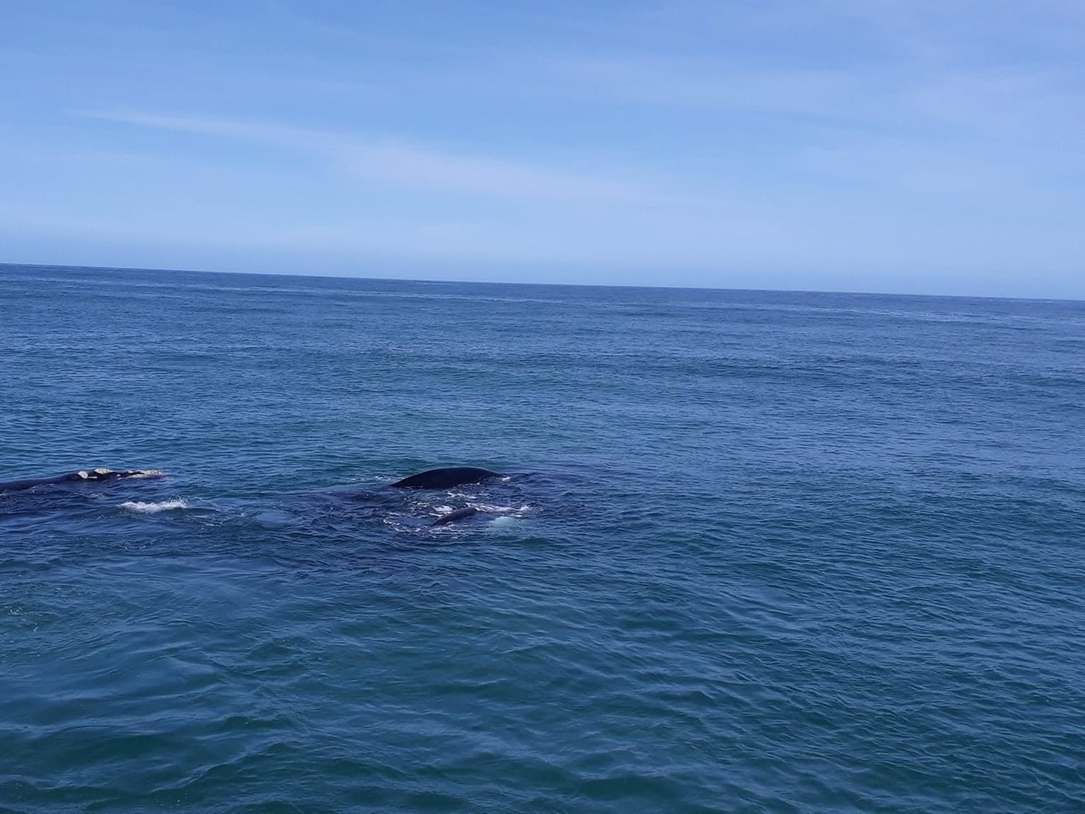Two southern right whales surfacing side by side a few metres from the boat