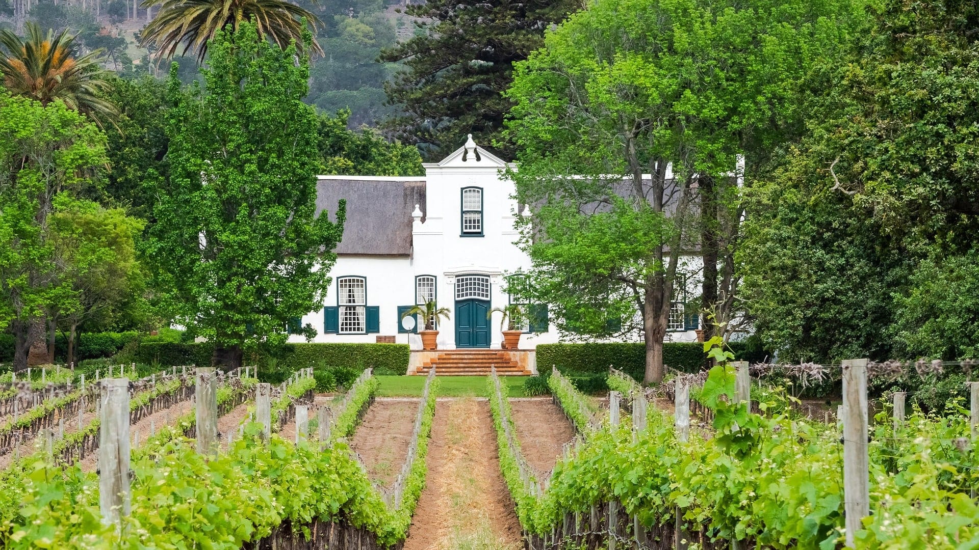 Vine rows running up to the gable of a white Cape Dutch homestead