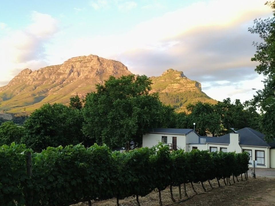 Vine rows and an estate building with the last of the sun on the mountain behind