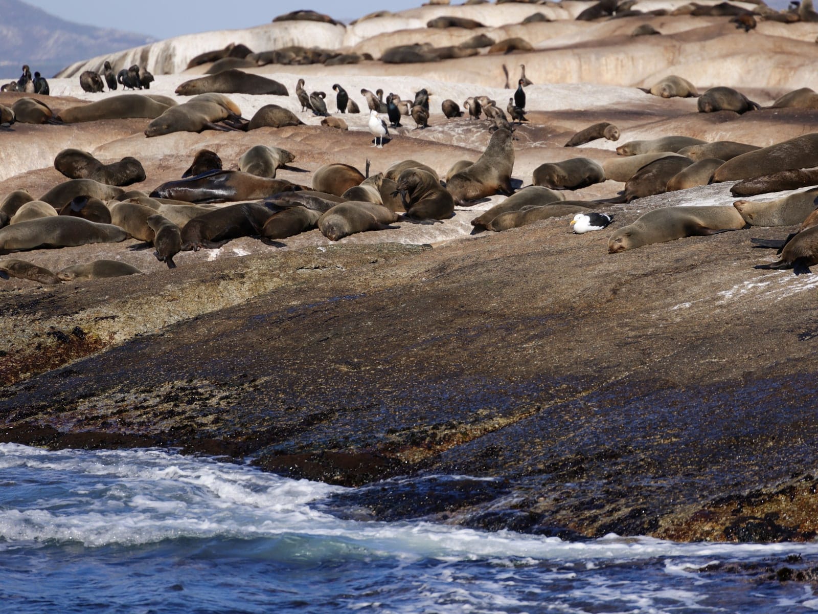 Cape fur seals hauled out on the rocks of Duiker Island near Hout Bay