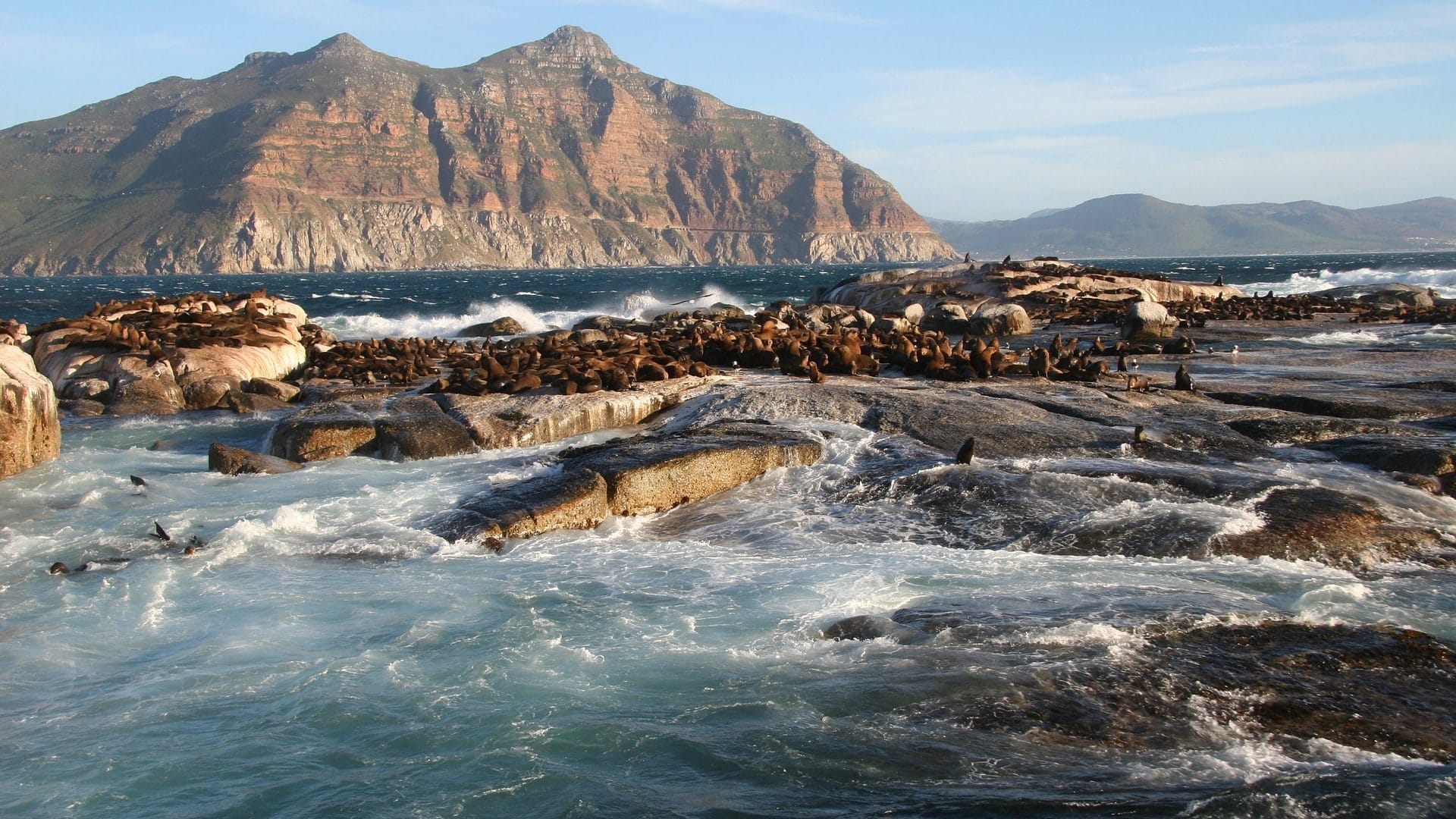 Cape fur seals covering the rocks of Duiker Island below the Sentinel at Hout Bay