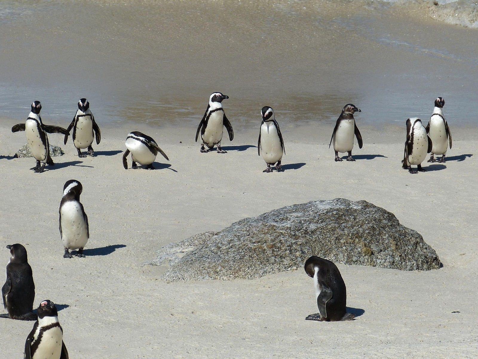 A group of African penguins standing on the sand at the water's edge