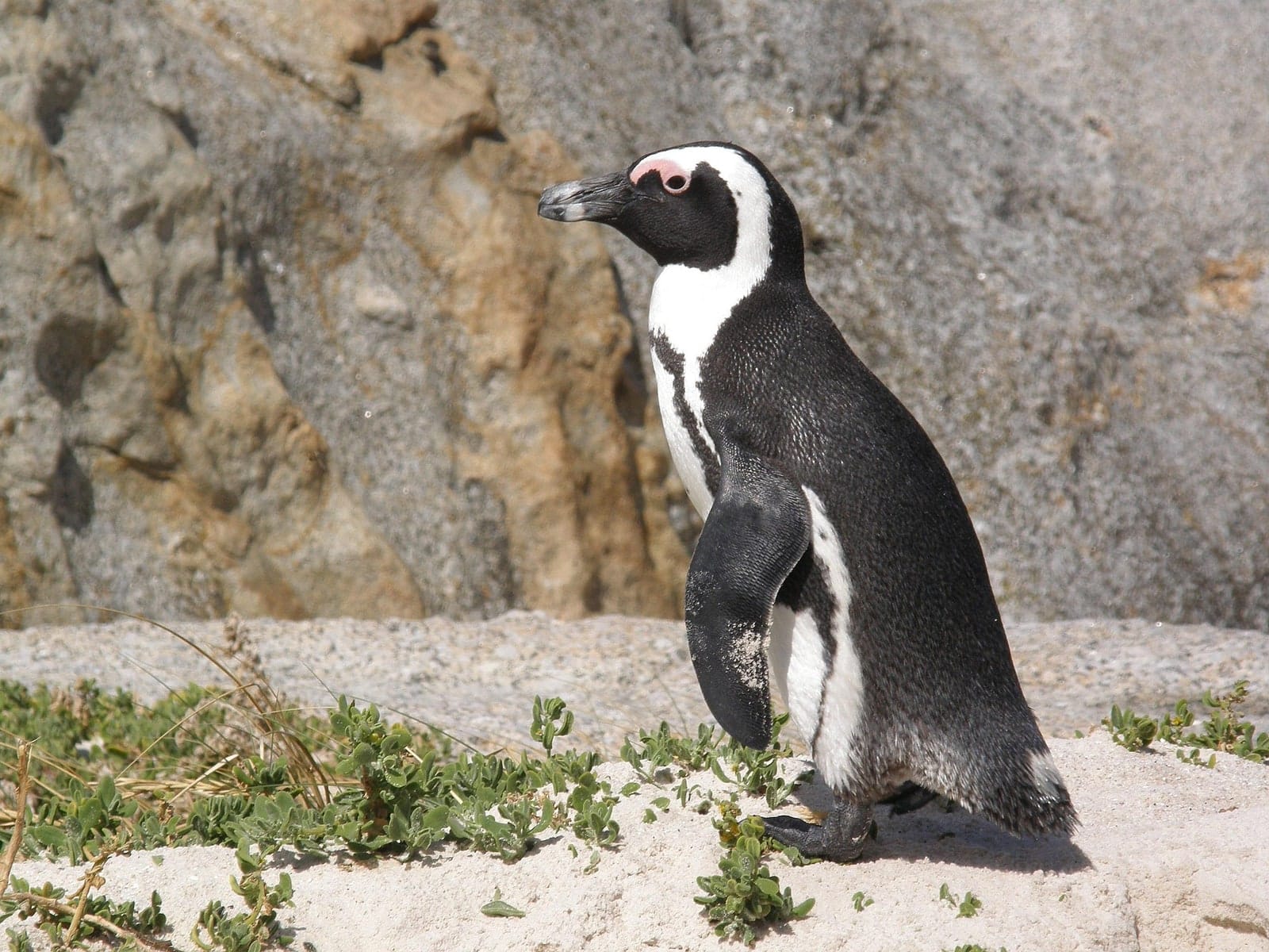 A single African penguin standing on granite above the beach