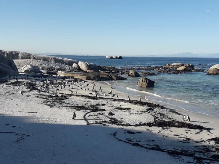 The wider colony spread across the sand at Boulders with the boardwalk on the left