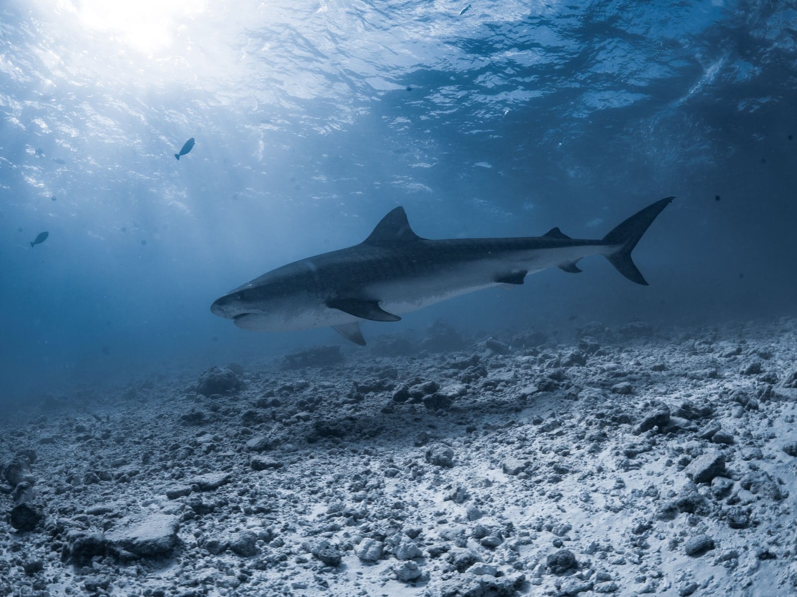 A bronze whaler shark passing close to the bars of the cage