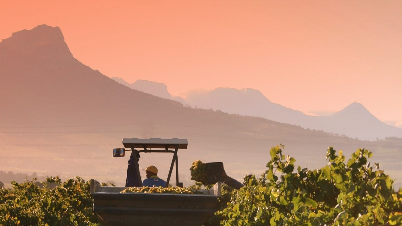 A harvest trailer of white grapes between vine rows with the mountains beyond